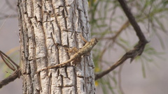 Sceloporus edwardtaylori