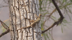 Sceloporus edwardtaylori