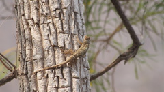 Sceloporus edwardtaylori