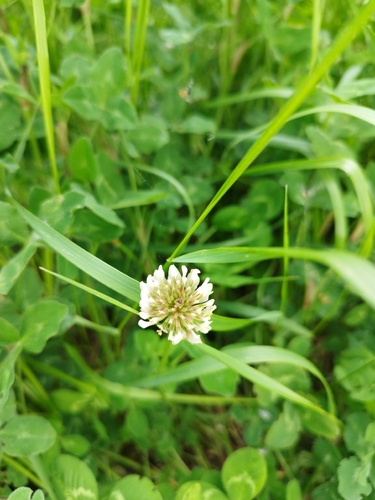 white clover