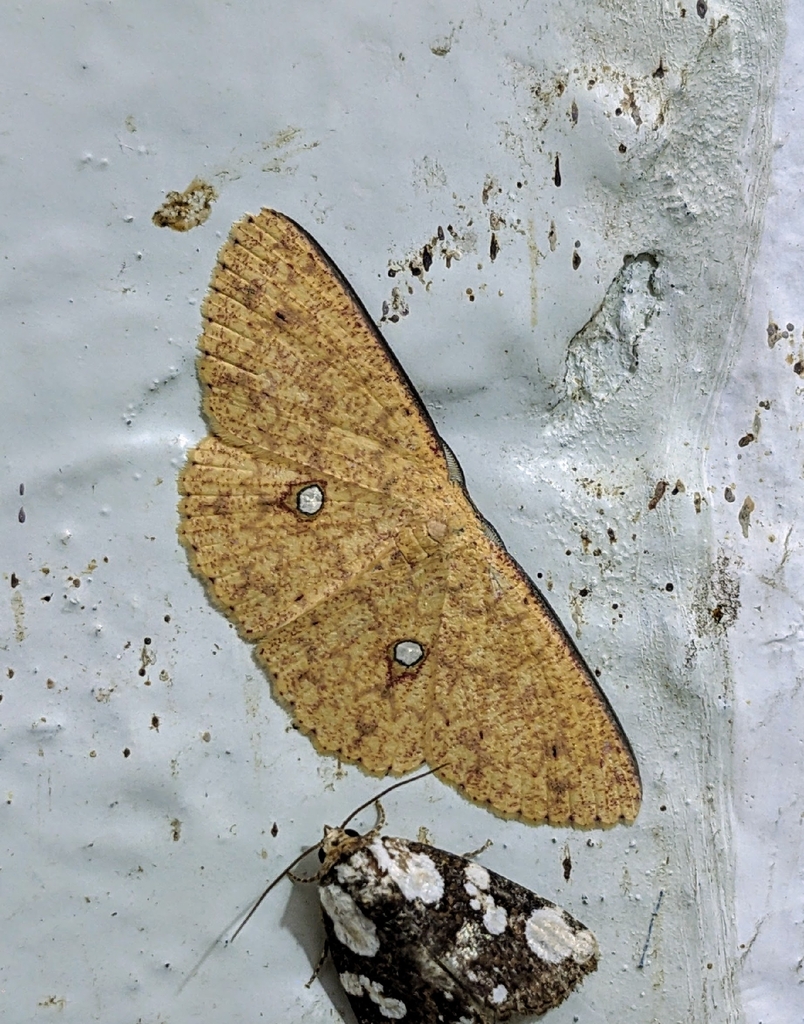Perixera argyrommoides