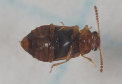 Eusphalerum
