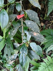 Nematanthus crassifolius, photograph (c) Diogo Luiz, some rights reserved (CC BY)