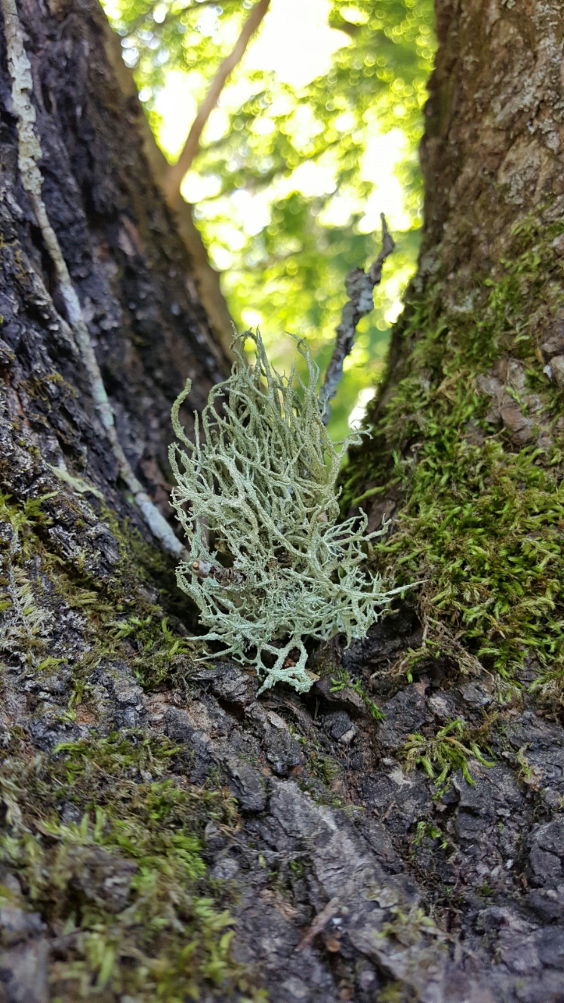 Evernia mesomorpha image