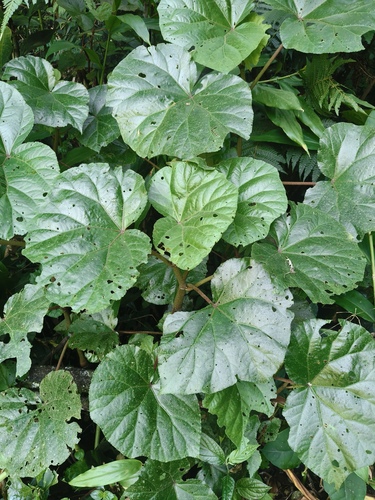 Begonia huegelii, photograph 2