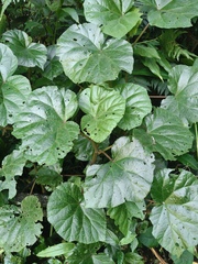 Begonia huegelii, photograph Diogo Luiz, CC BY, iNaturalist via GBIF
