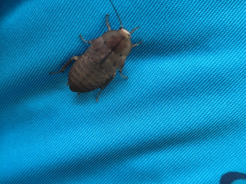 Madeira cockroach