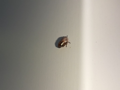 Ophiderma flavicephala