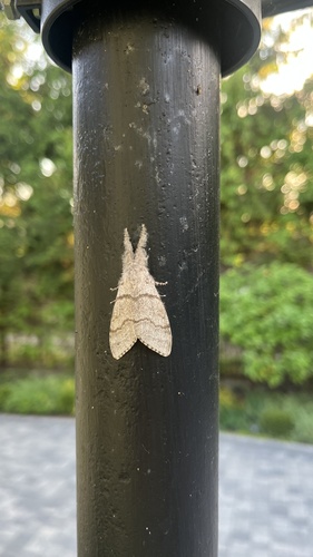 Pale Tussock Moth