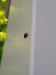 Ophiderma flavicephala