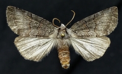 Ceranemota albertae