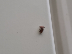 Ophiderma flavicephala