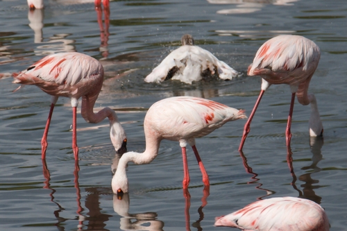iNaturalist image