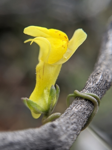 Image of Neogaerrhinum filipes by no rights reserved