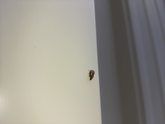 Ophiderma flavicephala