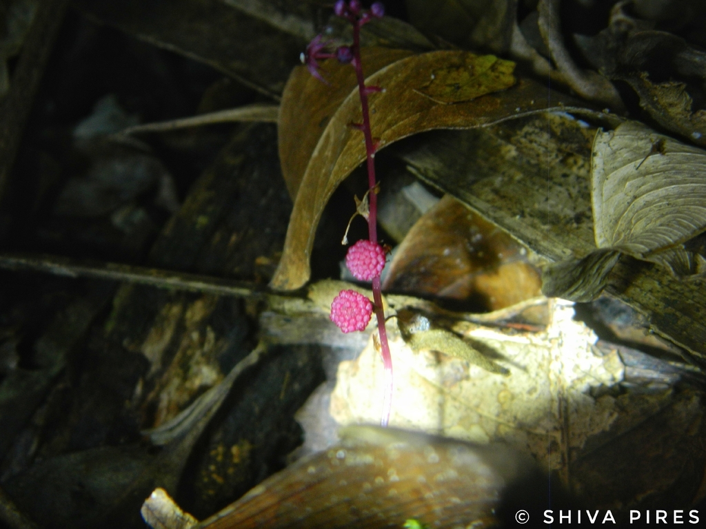 Sciaphila schwackeana