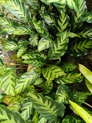 Goeppertia albertii
