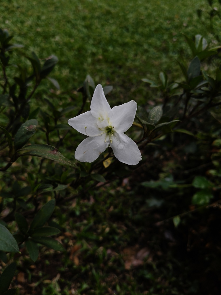 Rhododendron mucronatum, Parque do Estado, São Paulo - SP, Brasil