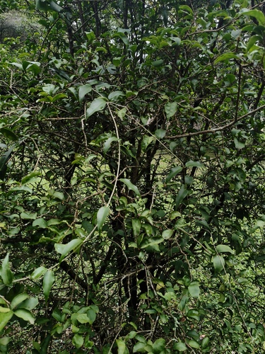 Brunfelsia uniflora