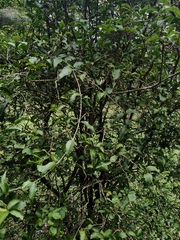 Brunfelsia uniflora