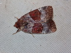 Hampsonodes