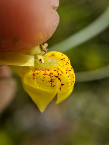 Image of Neogaerrhinum filipes by no rights reserved