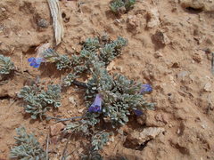 Penstemon caespitosus