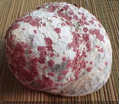 Homotrema rubrum