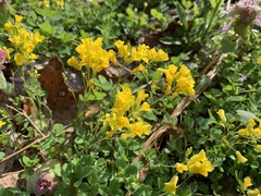 Physaria filiformis