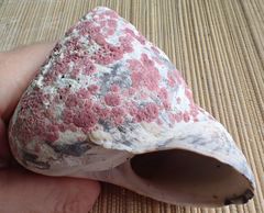 Homotrema rubrum