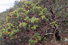 Arctostaphylos refugioensis