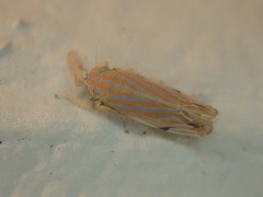 Deltanus texanus