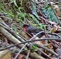 Rhodinocichla rosea