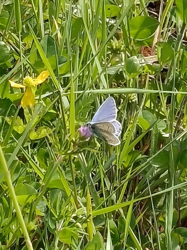 Common Blue
