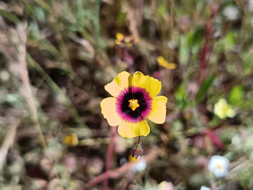 Spotted Rock-rose