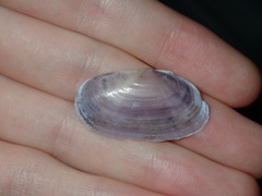 Hiatula alba