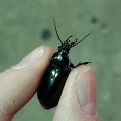 Calosoma macrum