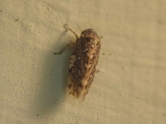 Xestocephalus tessellatus