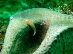 Cochleoceps orientalis