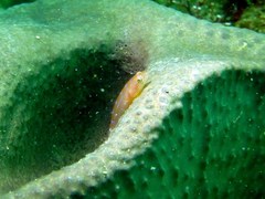 Cochleoceps orientalis