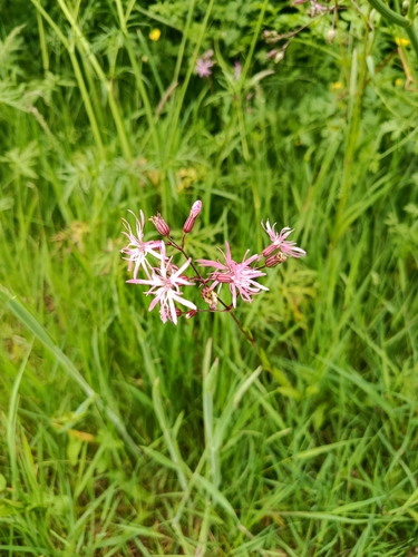 ragged-robin