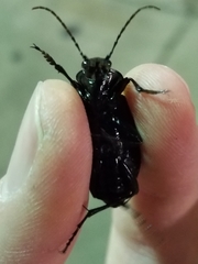 Calosoma macrum
