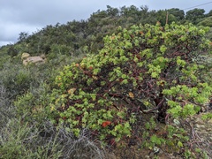 Arctostaphylos refugioensis
