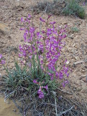 Penstemon confusus