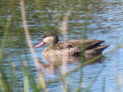 iNaturalist image