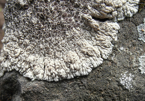 Lobothallia alphoplaca