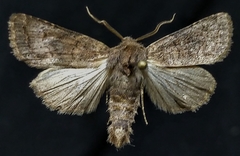 Protorthodes incincta