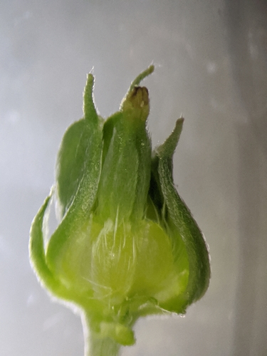 Image of Geranium texanum by (c) Alison Northup, some rights reserved (CC BY)