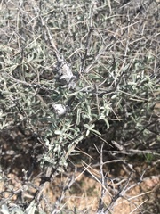 Tetradymia stenolepis