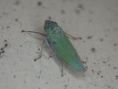 Draeculacephala inscripta